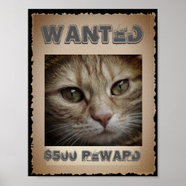 Póster Gato gracioso deseado