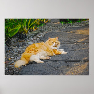 Póster Gato Grande de Color Naranja y Blanco