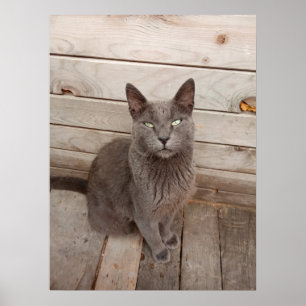 Póster Gato gris