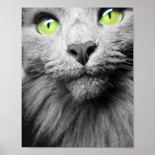 Póster Gato gris con ojos verdes brillantes
