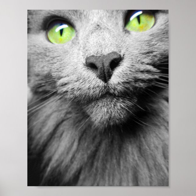 Póster Gato gris con ojos verdes brillantes (Frente)