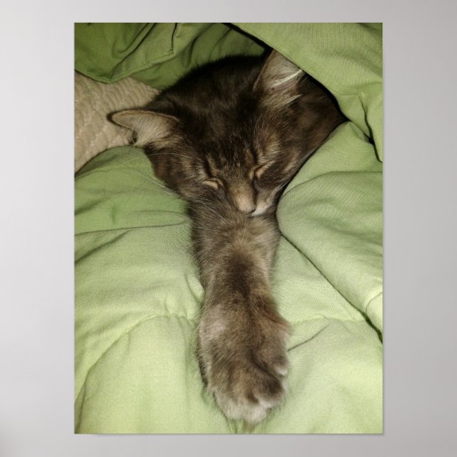 Póster Gato gris durmiendo en una manta verde (Frente)