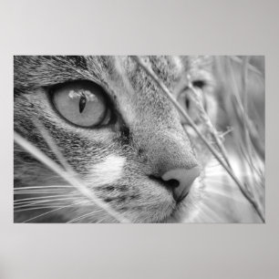 Póster gato gris y blanco en un verde