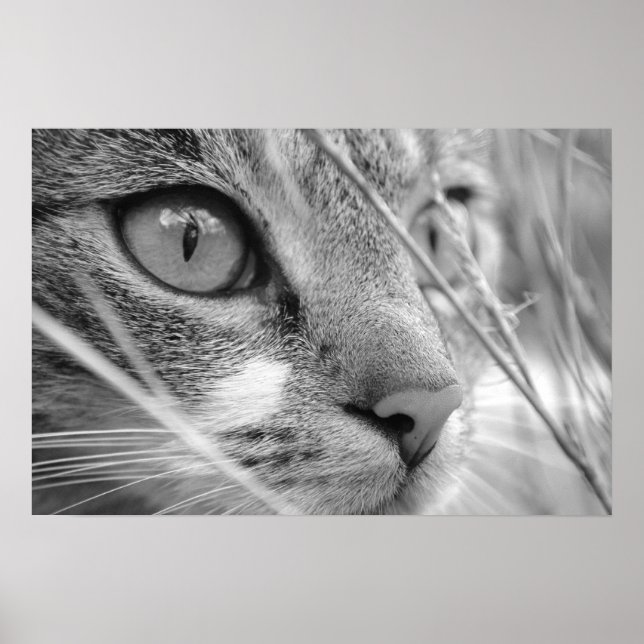 Póster gato gris y blanco en un verde (Frente)