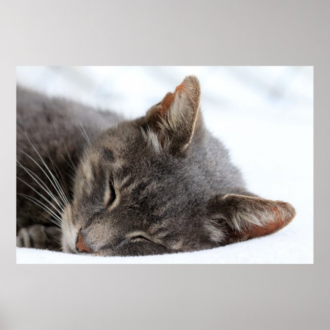 Póster Gato grisáceo suave durmiendo (Frente)