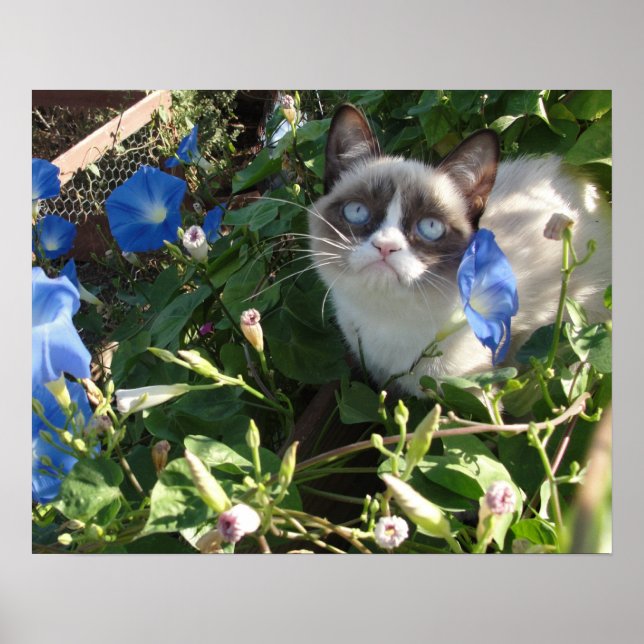 Póster Gato gruñón en el Poster de las glorias matutinas  (Frente)