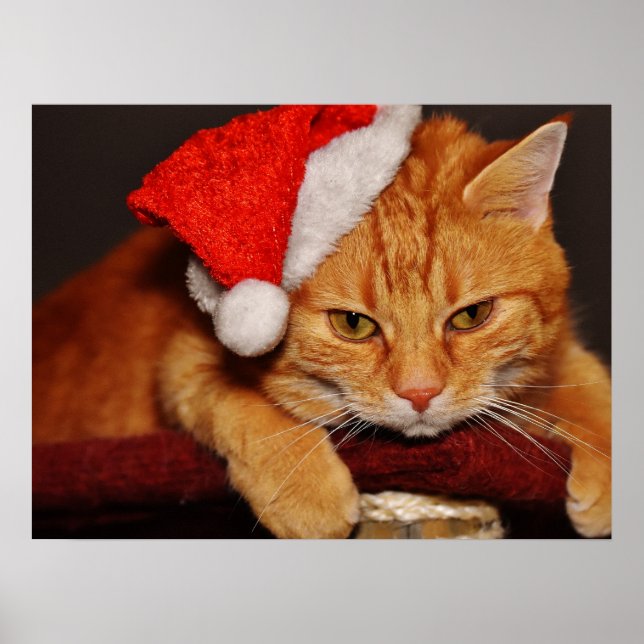 Póster Gato gruñón en un Poster de Santa Hat (Frente)
