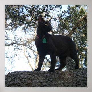 Póster Gato guerrero