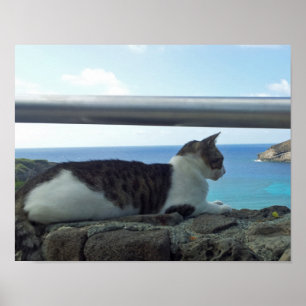 Póster Gato Hawaii