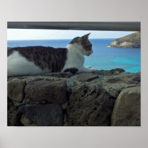 Póster Gato Hawaii