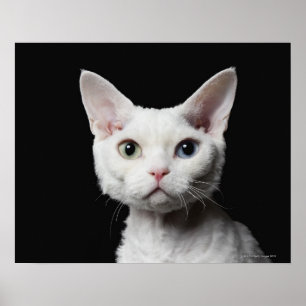 Póster Gato impar-observado blanco