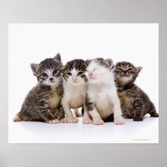 Póster Gato japonés (Frente)