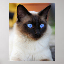 Póster Gato kitty siamés con los ojos grandes y grandes