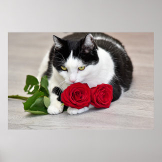 Póster Gato lindo con la rosa roja