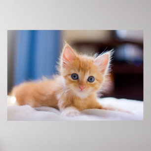 Póster Gato lindo con ojos azules