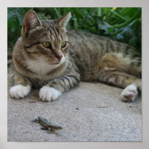 Póster gato, lindo, mascota, gris, peludo, doméstico, fel