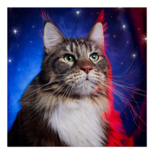 Póster Gato Maine Coon Con Aura Azul Blanco Rojo Y Estrel