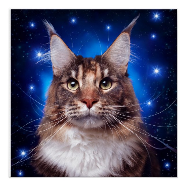 Póster Gato Maine Coon Fondo Azul Estrellas (Anverso)