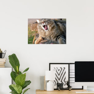 Póster Gato Maine Coon LOL