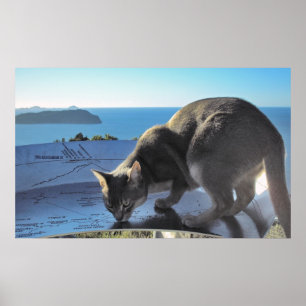 Póster Gato marca el lugar: Cima del Mt. Paku Nueva Zelan