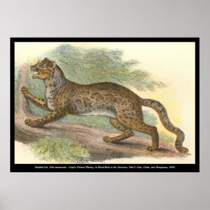 Póster Gato mareado
