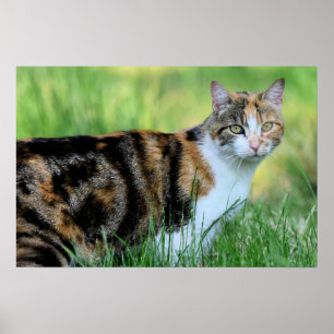 Póster Gato marrón y blanco