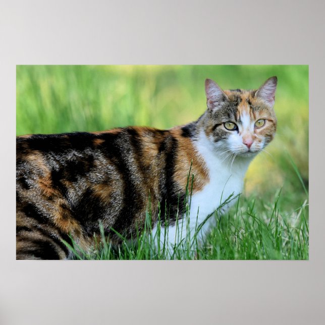 Póster Gato marrón y blanco (Frente)