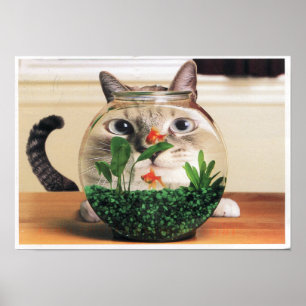Póster Gato Mirando A Través De Un Tazón De Pescado