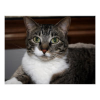 Gato mirando a usted/Mascota Tabby Cat Face Photo 