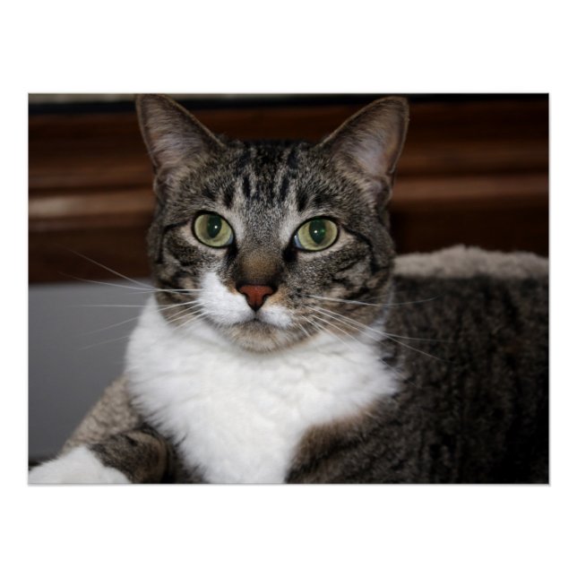 Póster Gato mirando a usted/Mascota Tabby Cat Face Photo  (Anverso)