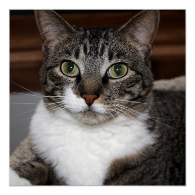 Póster Gato mirando a usted/Mascota Tabby foto cara de ga (Anverso)