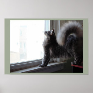 Póster Gato mirando por la ventana