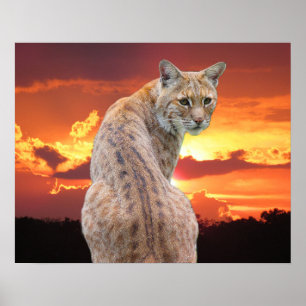 Póster Gato montés de Florida con puesta de sol impresion