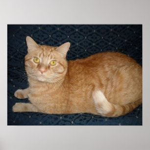 Póster Gato Naranja tabby