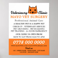 Gato naranja, veterinario, servicio veterinario