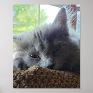 Póster Gato Nebelung Azul de pelo largo ruso