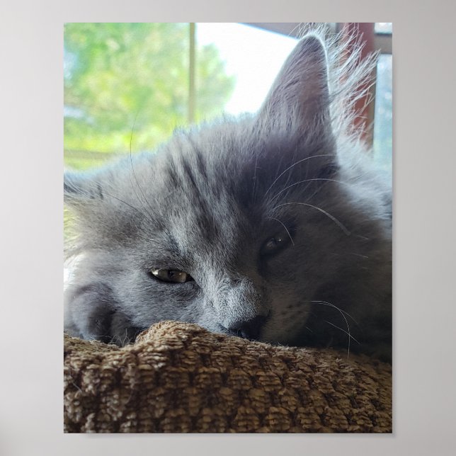 Póster Gato Nebelung Azul de pelo largo ruso (Frente)