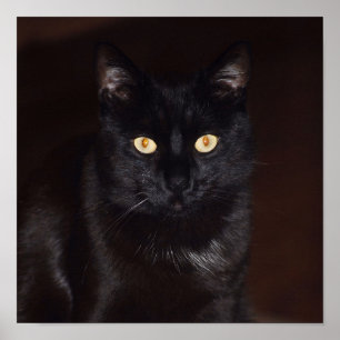 Póster Gato negro