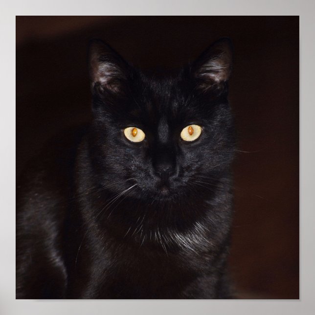 Póster Gato negro (Frente)