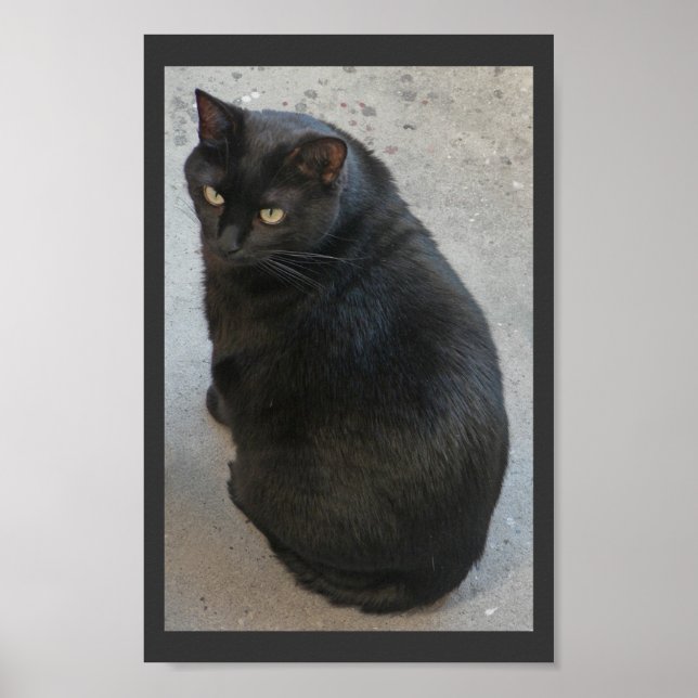 Póster Gato negro (Frente)