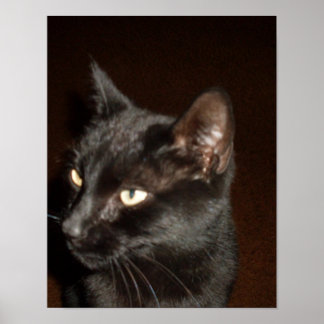 póster GATO NEGRO