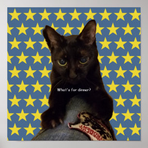 Póster Gato negro afortunado con estrellas