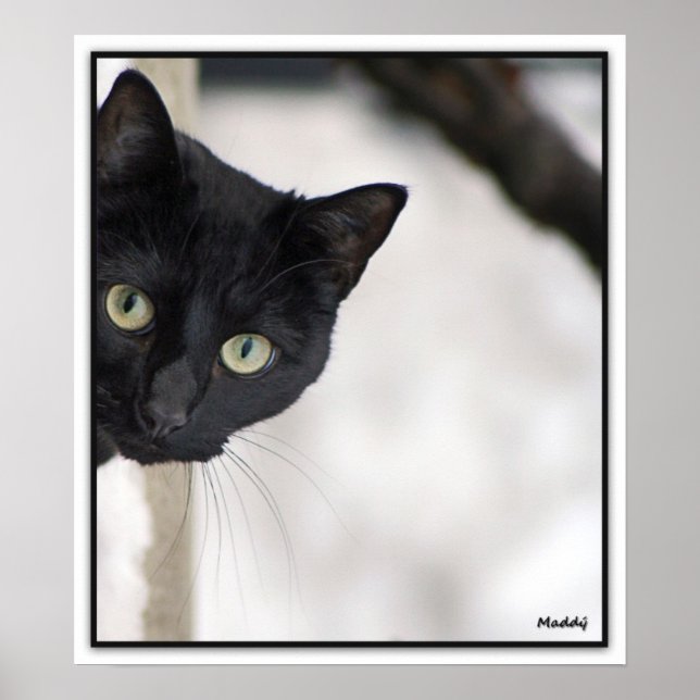 Póster Gato negro - con borde (Frente)