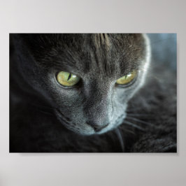 PÓSTER GATO NEGRO CON OJOS VERDES POSTER FOTOGRÁFICO