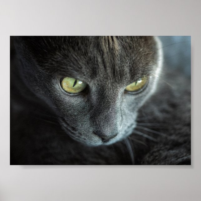PÓSTER GATO NEGRO CON OJOS VERDES POSTER FOTOGRÁFICO (Frente)
