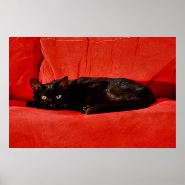 Póster Gato Negro Edgar (Frente)