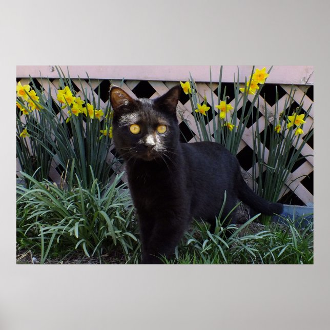 Póster Gato negro en el Poster Daffodils (Frente)