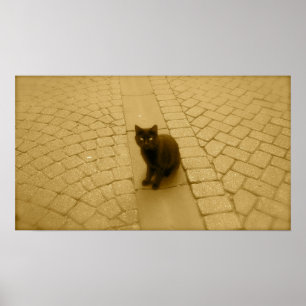 Póster Gato negro en Sepia