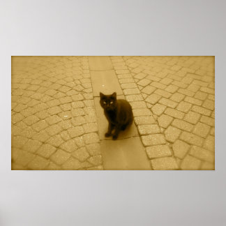 Póster Gato negro en Sepia