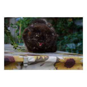 Póster Gato negro enojado
